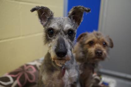 Coco and Gracie