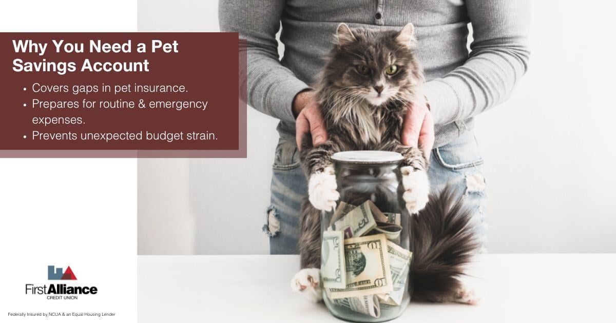 Using a Pet Savings Account - a cat holding on to its savings jar