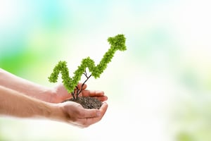 Hands with arrow-shaped plant