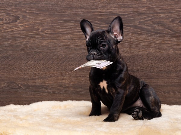 Dog holding money in its mouth to show how to use a Pet Savings Account for your Pet Expenses