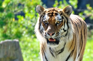 Tiger | First Alliance Credit Union