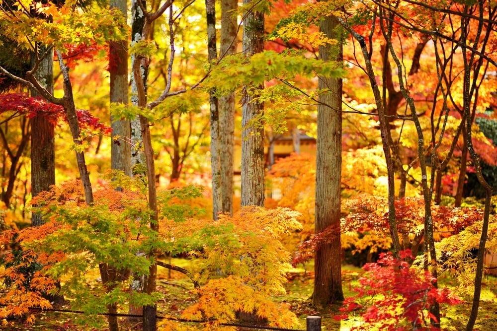 4 Ways to Get Ahead Financially in Fall