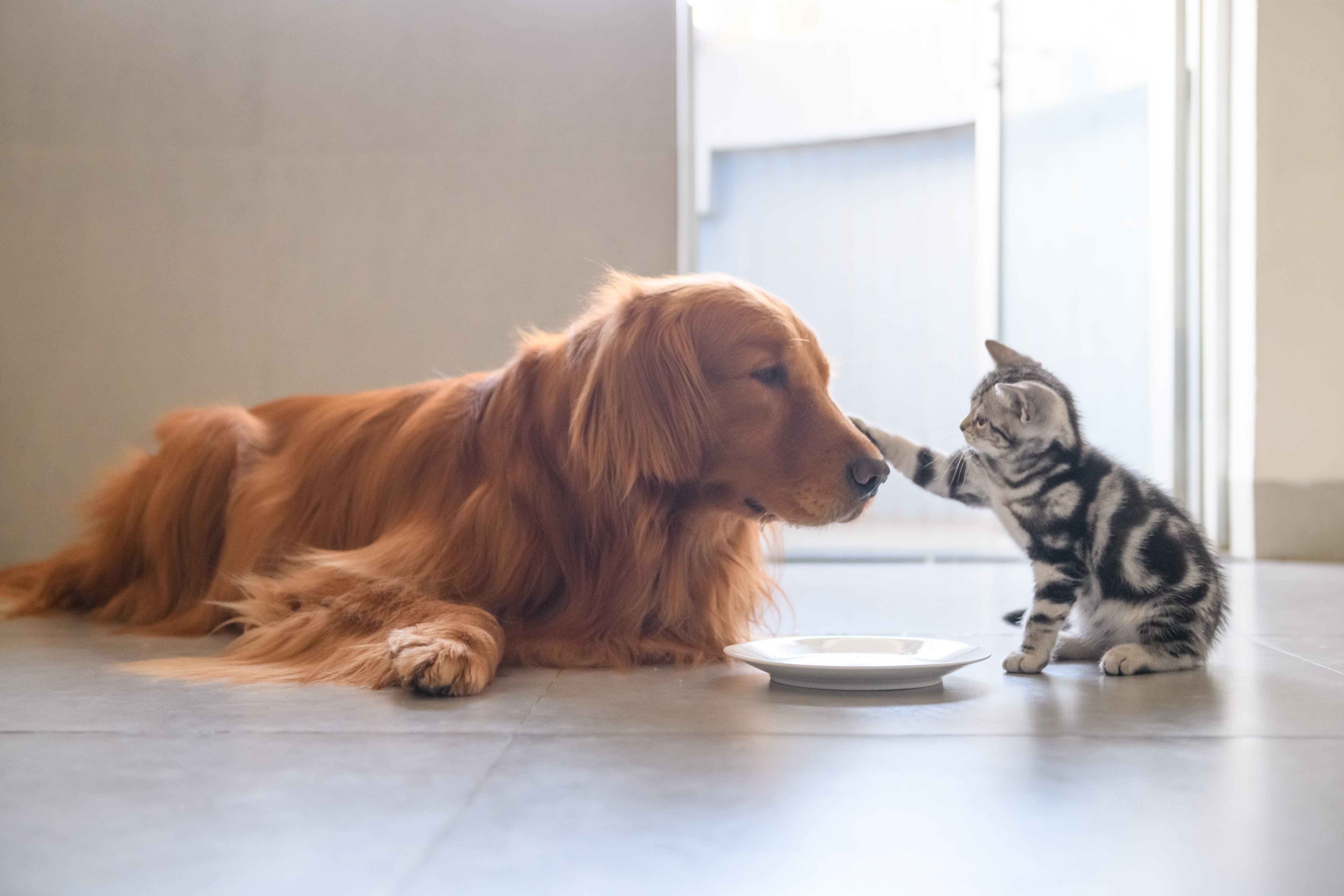 First Alliance Credit Union Donates 2,000 Pounds of Pet Food to Paws and Claws Humane Society