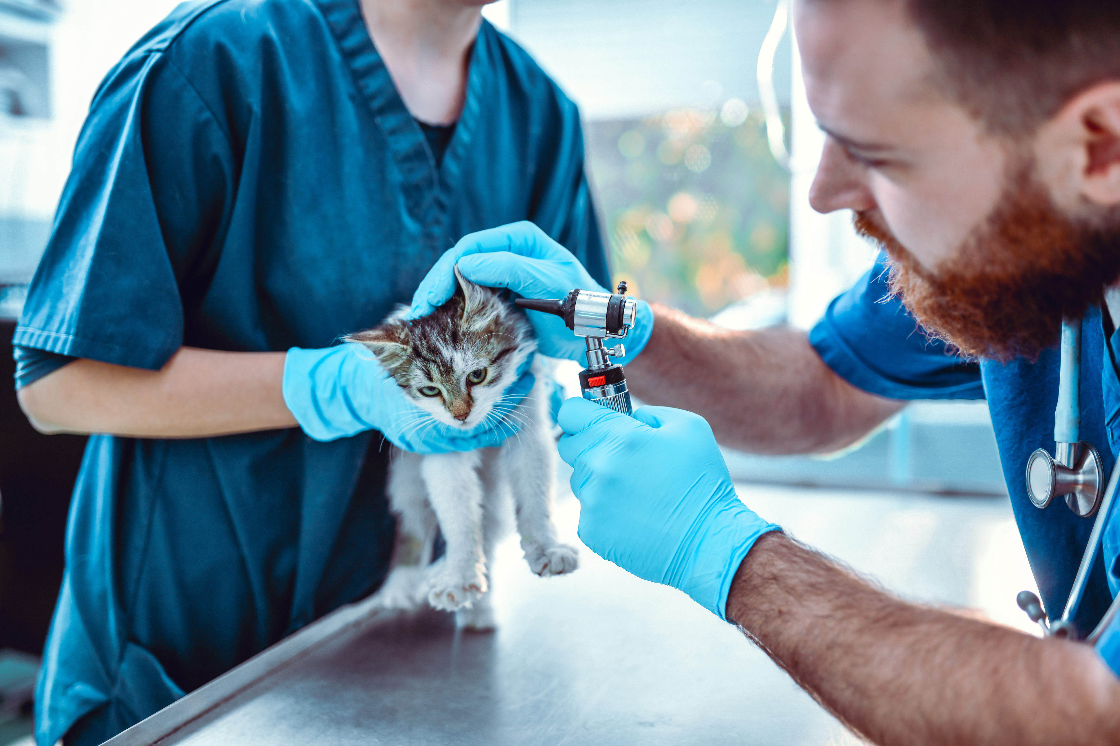 Should You Get Pet Insurance?