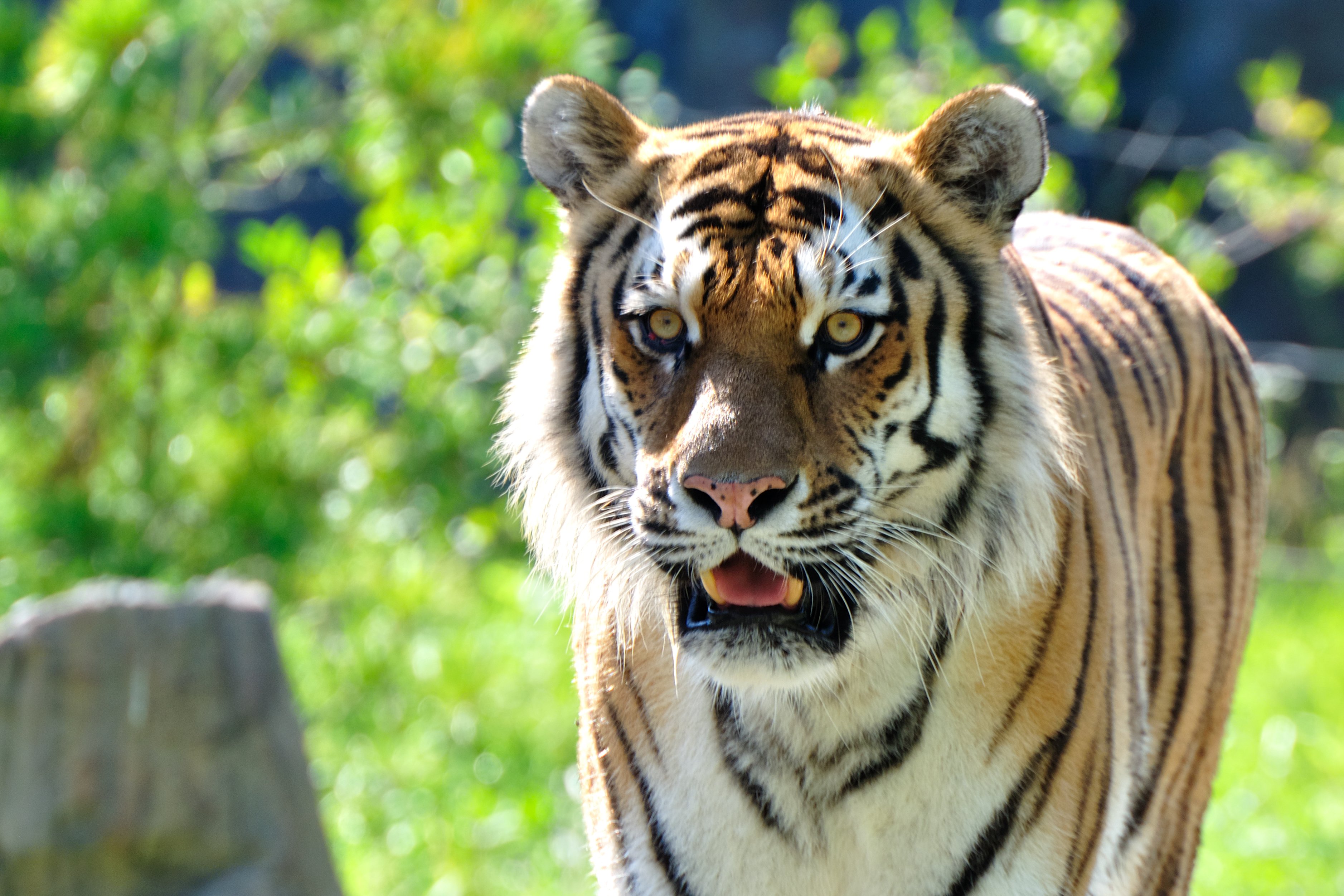 5 Financial Lessons We Learned From Watching Tiger King